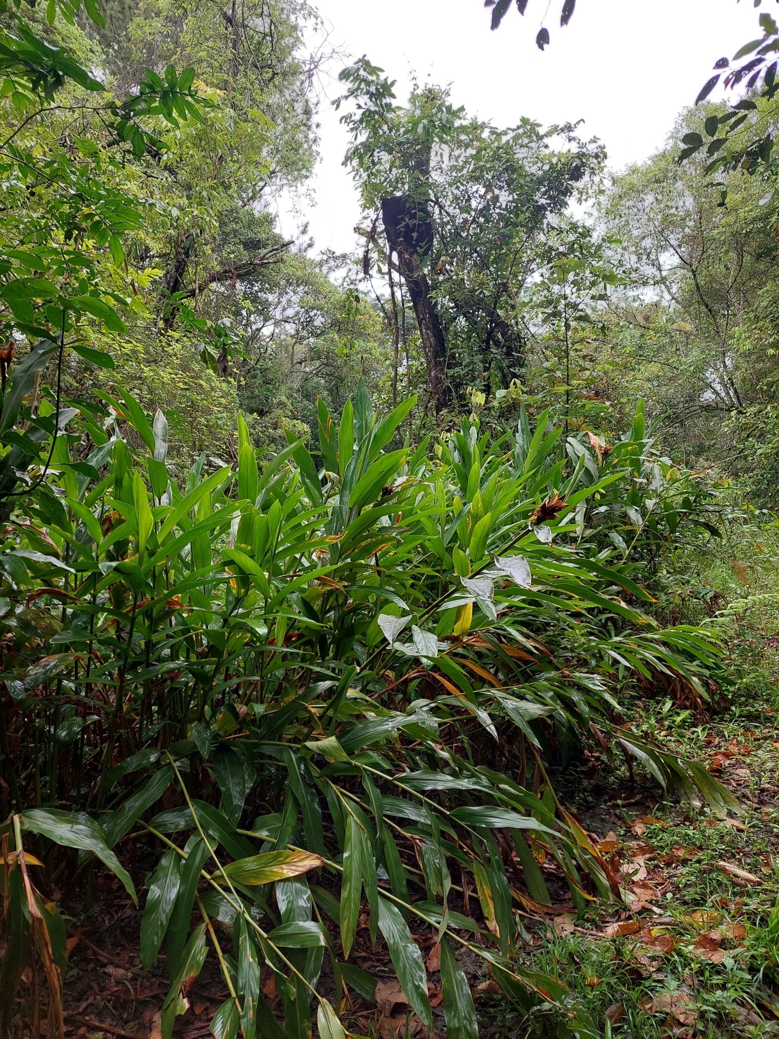Hedychium coronarium