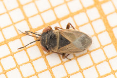 Geocoris megacephalus