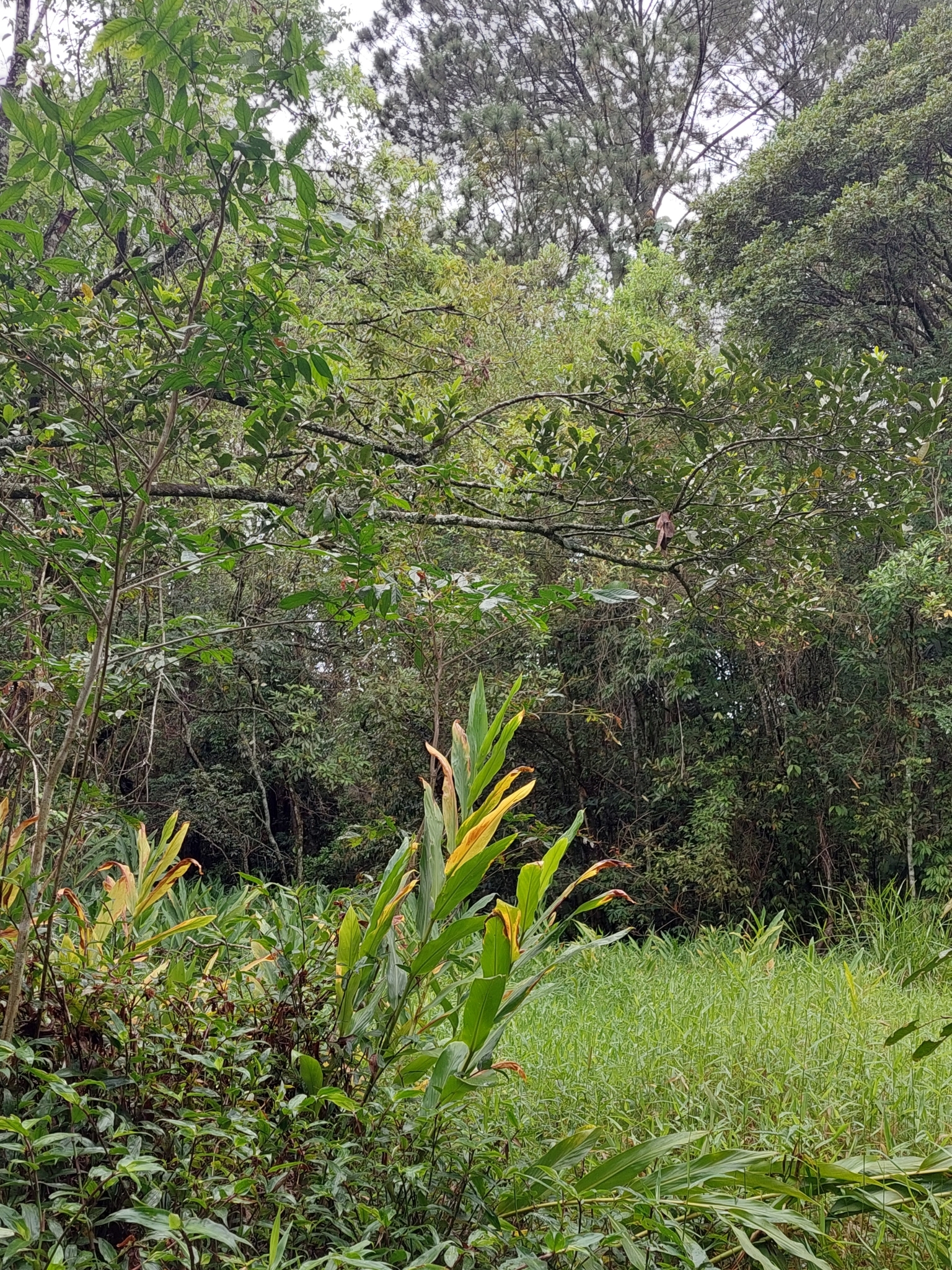 Hedychium coronarium