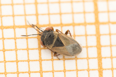 Geocoris megacephalus