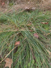 Carex vulpinoidea
