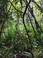 Hedychium coronarium