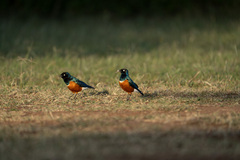 Lamprotornis superbus