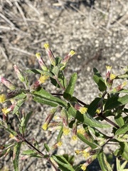 Brickellia cylindracea