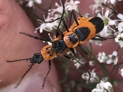 Chauliognathus basalis
