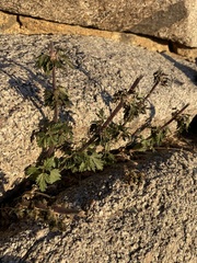 Urtica cannabina
