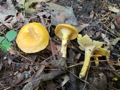 Cantharellus lewisii