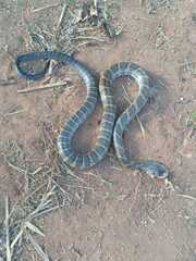 Palusophis bifossatus