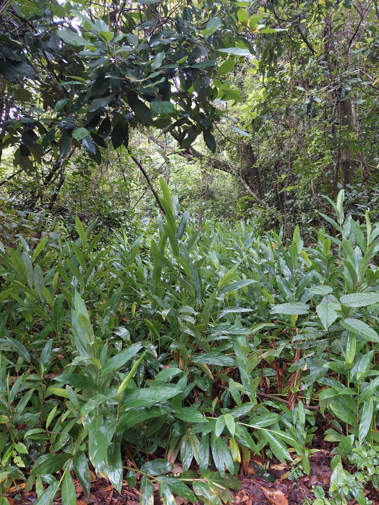 Hedychium coronarium