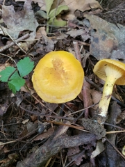Cantharellus lewisii