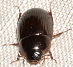 Cymbiodyta bifidus