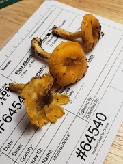 Cantharellus lewisii
