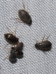 Berosus