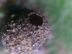 Cynipoidea