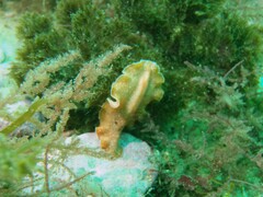 Yungia aurantiaca