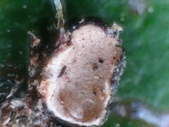 Cynipoidea