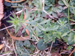 Galium aparine
