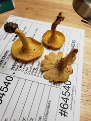 Cantharellus lewisii