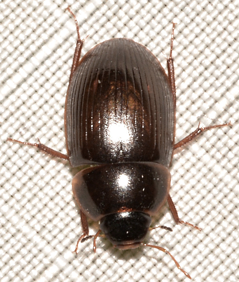 Cymbiodyta