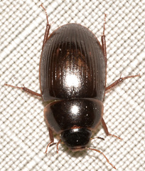 Cymbiodyta bifidus