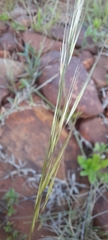Aristida adscensionis