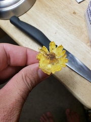 Cantharellus lewisii