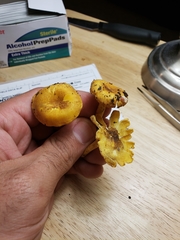 Cantharellus lewisii