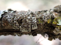 Rinodina
