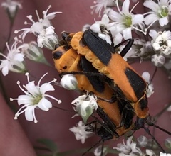 Chauliognathus basalis