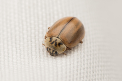 Aphidecta obliterata