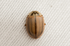 Aphidecta obliterata