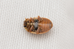 Aphidecta obliterata