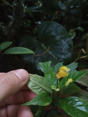 Burmeistera parviflora