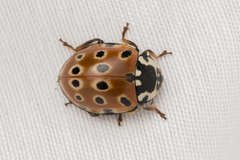 Anatis ocellata