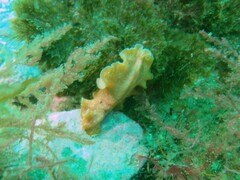 Yungia aurantiaca