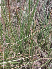 Juncus effusus