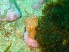 Yungia aurantiaca