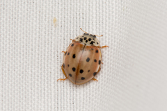 Harmonia quadripunctata