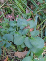 Zizia aurea
