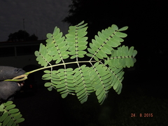 Albizia tomentosa
