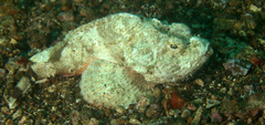 Scorpaenopsis macrochir