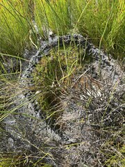 Funaria hygrometrica