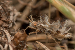 Phyllomorpha laciniata