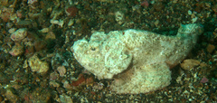 Scorpaenopsis macrochir