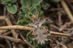 Phyllomorpha laciniata