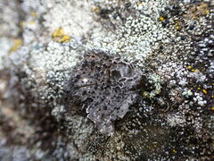 Umbilicaria cylindrica