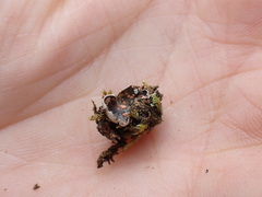 Illosporium carneum