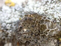 Umbilicaria cylindrica