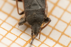 Eremocoris plebejus