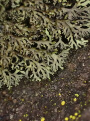 Phaeophyscia